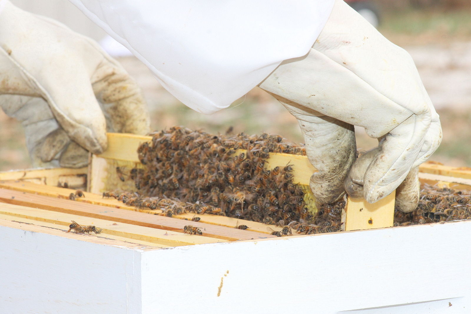 A Bee Hive